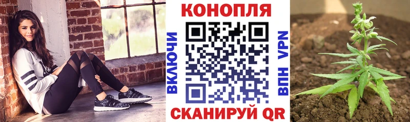 Бошки марихуана план  купить  сайты  Махачкала 